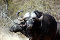 buffalo-safari-wild-wildlife-395781.jpg