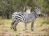 zebras-flock-pair-curious-uganda-1536872.jpg