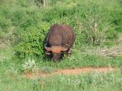 buffalo-kenya-animal-safri-499578.jpg