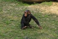 chimpanzee-ape-primate-wildlife-1224295.jpg