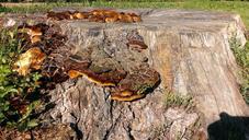 tree-stump-mushrooms-nature-651979.jpg