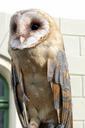 barn-owl-bird-animal-plumage-57781.jpg