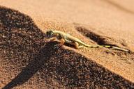 gecko-desert-sand-sun-dune-hot-864738.jpg