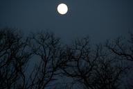 full-moon-tree-night-shadows-660487.jpg