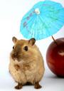 animal-apple-attractive-beautiful-1239394.jpg