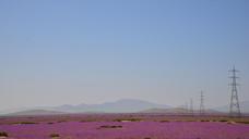 flowering-desert-sky-960123.jpg