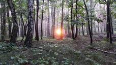 birch-forest-forest-birch-sunrise-427007.jpg