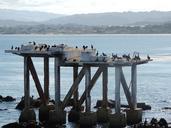 monterey-bay-california-beach-birds-221625.jpg