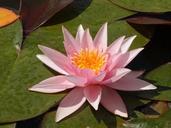 water-lily-lily-pond-water-nature-539073.jpg