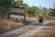 safari-lion-tourist-tourism-africa-935927.jpg