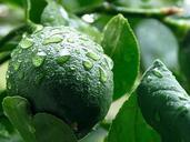 lemon-meyer-green-limes-lemons-387461.jpg