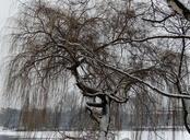 weeping-willow-ripe-wintry-tree-256351.jpg