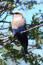 blue-bellied-roller-bird-tree-92439.jpg