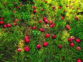 windfall-apple-fruit-red-meadow-693981.jpg