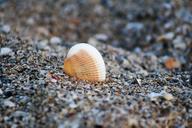 shell-sea-shell-beach-ocean-1526027.jpg