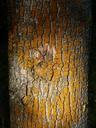 trunk-lichen-texture-bark-tree-910396.jpg