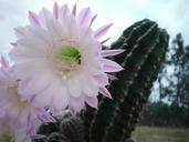 Cactus flower white.jpg