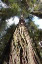 california-redwoods-redwood-trees-1224979.jpg