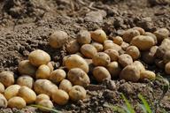 potato-agriculture-food-eat-earth-983788.jpg