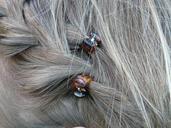 hair-slide-spaengchen-weave-hair-62456.jpg