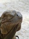 iguana-lizard-reptile-animal-scaly-510310.jpg