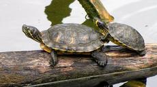 turtles-zoo-nature-armor-shell-1134368.jpg