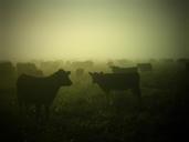 cows-cattle-farming-country-545458.jpg