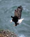 Eagle-landing-on-its-nest-of-sticks.jpg