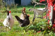 easter-rooster-hens-bench-autumn-1122519.jpg