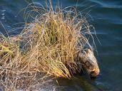 aquatic-plant-water-driftwood-tree-670661.jpg