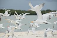 birds-sand-flight-beach-sea-1549869.jpg