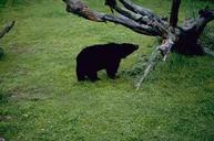 Black bear endangered mammal specie.jpg