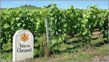 The_Veuve_Clicquot_vineyards_in_Verzenay,_Champagne.jpg