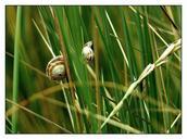 snail-shell-close-snail-shell-257411.jpg