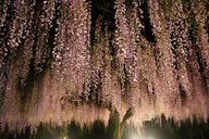 night-wisteria-trellis-fall-wood-1144689.jpg