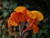 floral-tube-canna-9221.jpg