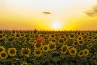 sunflower-sunset-dramatic-sky-field-1212245.jpg