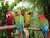 parrots-birds-nature-animal-color-1438063.jpg