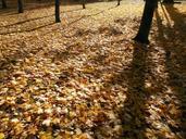 autumn-leaves-golden-golden-autumn-1017126.jpg