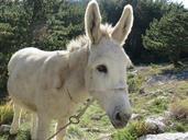 donkey-animal-nature-578262.jpg