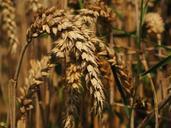 wheat-spike-cereals-grain-field-609911.jpg