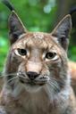 lynx-cat-felidae-mammals-1458801.jpg