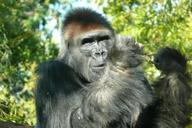 zoo-san-diego-animals-gorilla-77819.jpg