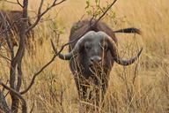 buffalo-exciting-adventure-safaris-1221514.jpg