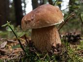 fungus-nature-boletus-edible-94231.jpg