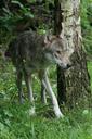 wolf-predator-pack-animal-1482484.jpg