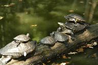 croatia-turtles-park-turtles-1538936.jpg