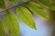 leaves-nature-macro-natural-673153.jpg