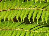 tree-fern-fern-dicksonia-antarctica-54033.jpg