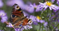 peacock-butterfly-butterfly-465210.jpg